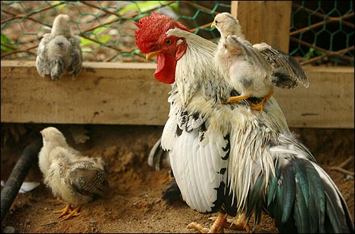 태어나자 마자 어미를 잃은 새끼 병아리 한 마리가 수탉에 올라 재롱을 부린다. 